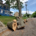 A Tale Of Two Cities: Comparing Tree Maintenance In Fountain Hills, Arizona, And Stump Removal In Winchester, Virginia